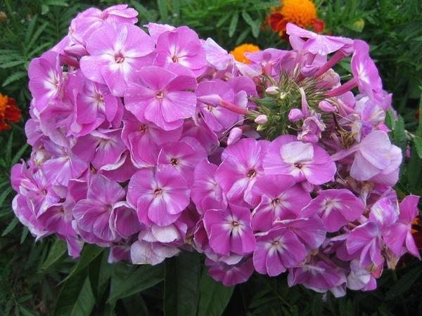 Болезни флоксов, как и чем лечить